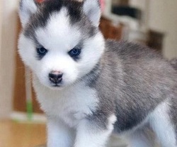 Full Grown Pomsky