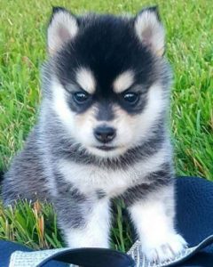 mini pomsky full grown