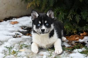 Full Grown Pomsky