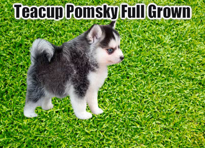 Pomsky Full Grown Size